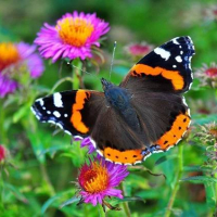 MOTÝLÍ KOUZLENÍ - ekologický program, 20. 5. 2026