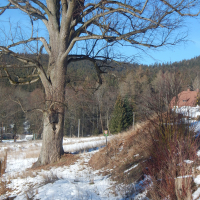 ŘÍZENÁ TERÉNNÍ CHŮZE - KYNŽVARTSKÁ LÍPA, 12. 12. 2023